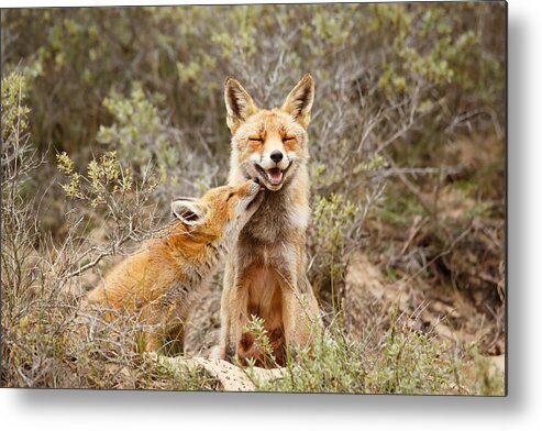 Fox Metal Print featuring the photograph The Smiling Vixen and the Happy Kit by Roeselien Raimond