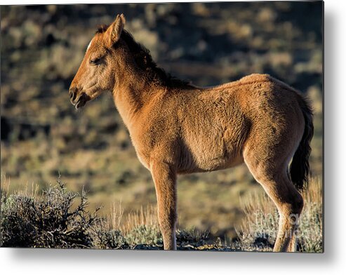 Mustang Metal Print featuring the photograph The Snooze Button by Jim Garrison