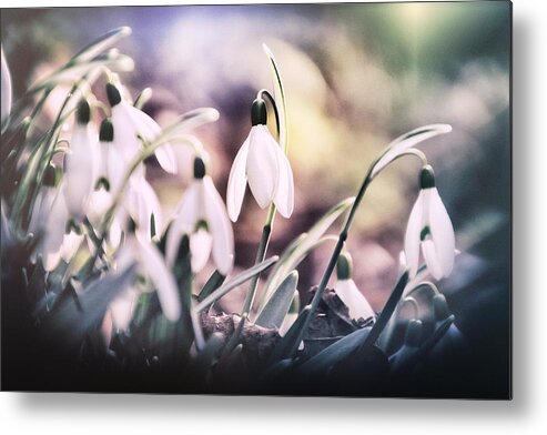 Snowdrop Metal Print featuring the photograph The Songs of spring by Jaroslav Buna