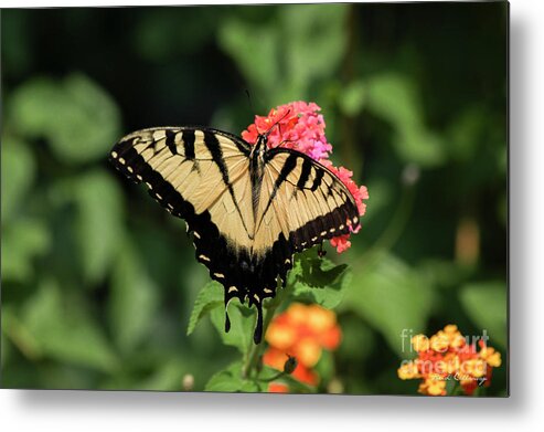 Reid Callaway Eastern Tiger Swallowtail Metal Print featuring the photograph The Spread Eastern Tiger Swallowtail Butterfly Art by Reid Callaway