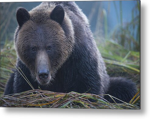 Bear Metal Print featuring the photograph The Stare Down by Bill Cubitt