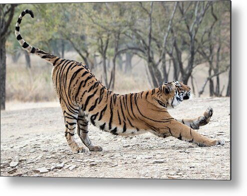 Tiger Metal Print featuring the photograph The Stretch by Pravine Chester