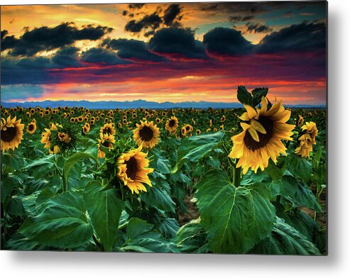 Aster Metal Print featuring the photograph The Summer Winds by John De Bord