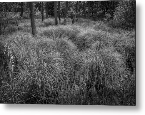 Woodland Metal Print featuring the photograph The sump. by Elmer Jensen