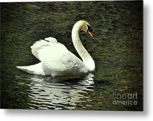 Swan Metal Print featuring the photograph The Swan of Lake Susan by Lydia Holly