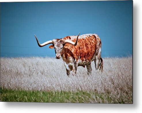 Longhorn Metal Print featuring the photograph The Texas Longhorn by Linda Unger