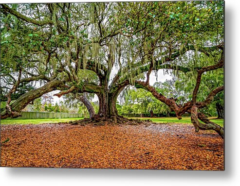 New Orleans Metal Print featuring the photograph The Tree of Life by Steve Harrington