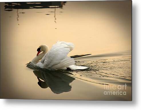 Swan Metal Print featuring the photograph The Ugly Duckling by Eena Bo