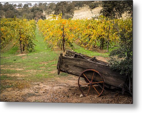 Wineries Metal Print featuring the photograph The vineyard by Janet Kopper