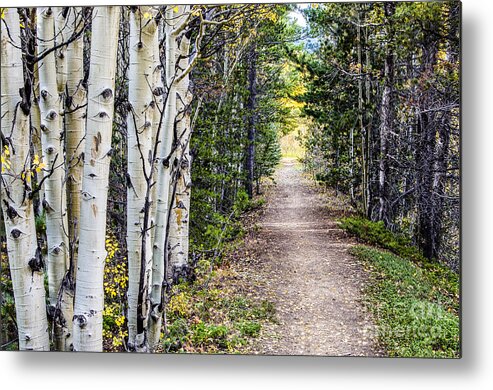 Afternoon Metal Print featuring the photograph The Way Home by Greg Summers