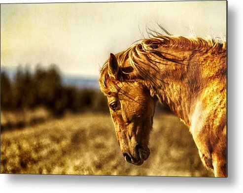 Wild Horses Metal Print featuring the photograph The Weight of the World by Belinda Greb
