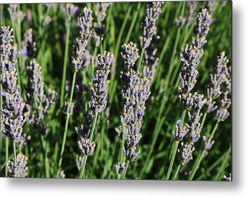 Lavender Metal Print featuring the photograph The Whisper in My Heart by Michiale Schneider