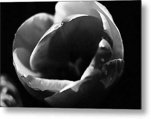Flower Metal Print featuring the photograph The White Tulip by Marcus Karlsson Sall