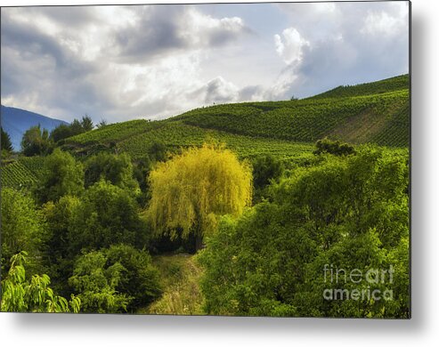 Michelle Meenawong Metal Print featuring the photograph the wineyards of Loc by Michelle Meenawong