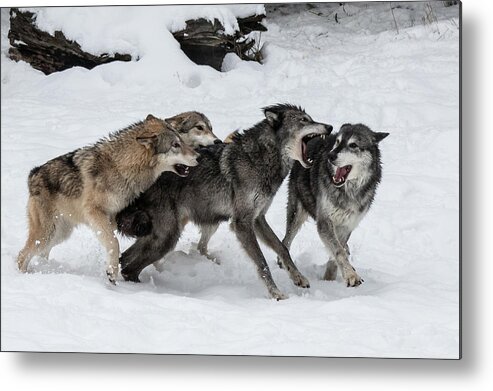 Animals Metal Print featuring the photograph The Wolf Pack by Teresa Wilson