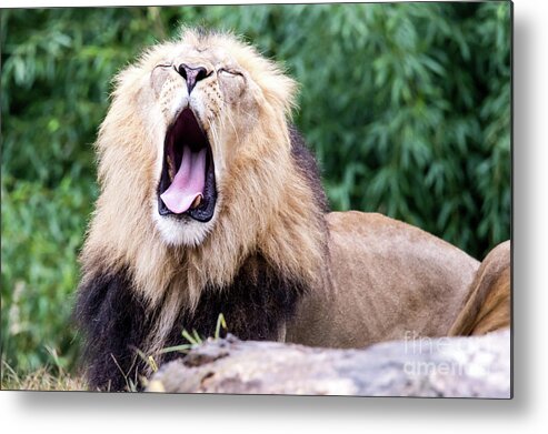 Male Lion Metal Print featuring the photograph The Yawn by Ed Taylor