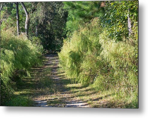 Nature Metal Print featuring the photograph The Yellow Trail by Kenneth Albin