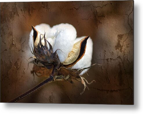Cotton Metal Print featuring the photograph Them Cotton Bolls by Kathy Clark
