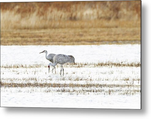 Cranes Metal Print featuring the photograph Then there were two by Ruth Jolly