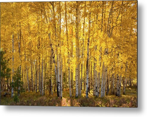 Aspen Grove Metal Print featuring the photograph There's Gold In Them Woods by Saija Lehtonen