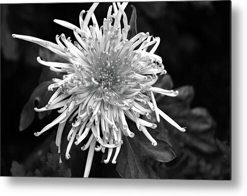 Floral Metal Print featuring the photograph Thin and Spiky by Mary Haber