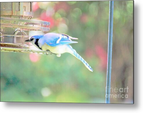 Blue Jay Metal Print featuring the photograph Think it Through by Merle Grenz