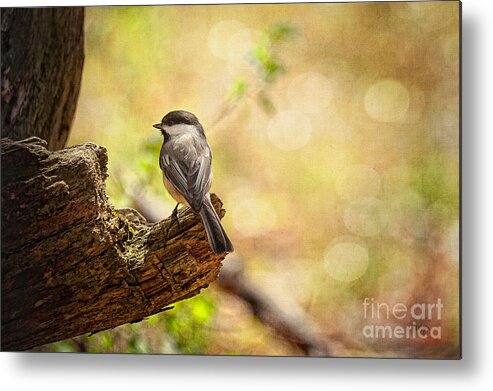 Bird Metal Print featuring the photograph Thinking of Spring by Lois Bryan