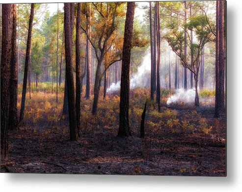 Foliage Metal Print featuring the photograph Thirds by Jason Roberts