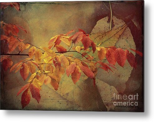 Ash Tree Metal Print featuring the photograph This Ash Is On Fire by Rene Crystal