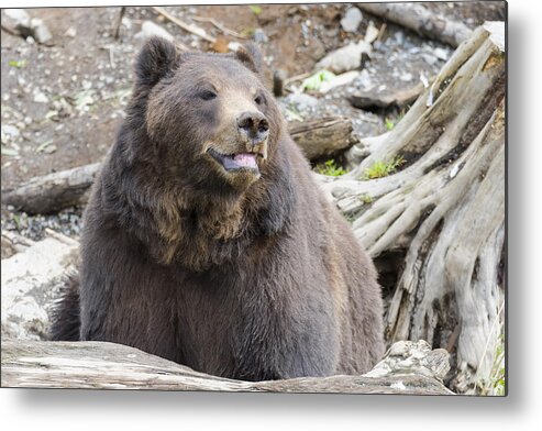 Wildlife. Brown Metal Print featuring the photograph This is me smiling by Harold Piskiel