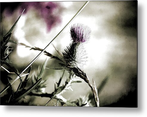 Thistle Metal Print featuring the photograph Thistle by Bonnie Bruno