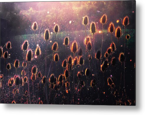 Thistles Metal Print featuring the photograph Thistles by Mikel Martinez de Osaba