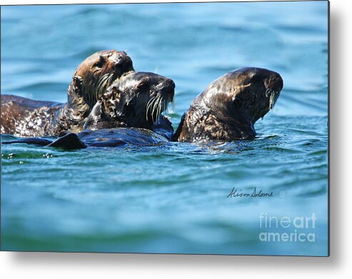 Otter Metal Print featuring the photograph Three Otters by Alison Salome