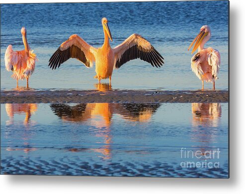 Africa Metal Print featuring the photograph Three Pelicans by Inge Johnsson