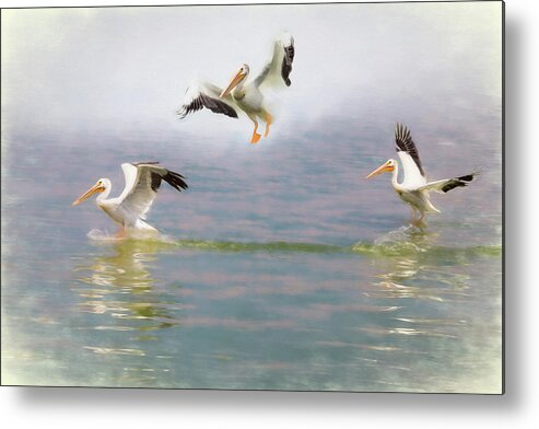 Water Metal Print featuring the photograph Three Pelicans by James BO Insogna