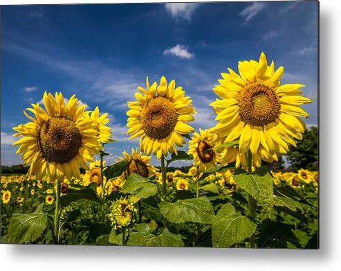Blue Sky Metal Print featuring the photograph Three Suns by Ron Pate