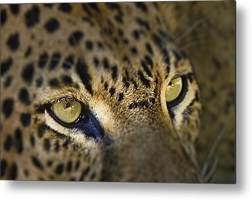 Leopard Metal Print featuring the photograph Through the Eyes 2 by Keith Lovejoy