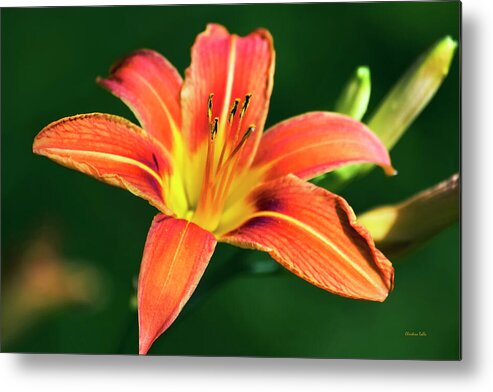 Lily Metal Print featuring the photograph Tiger Lily by Christina Rollo