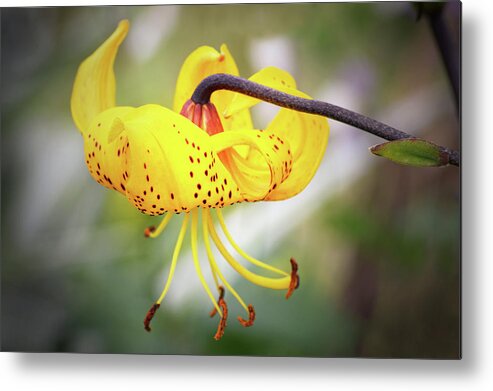 Tiger Lily Metal Print featuring the photograph Tiger Lily. by Terence Davis