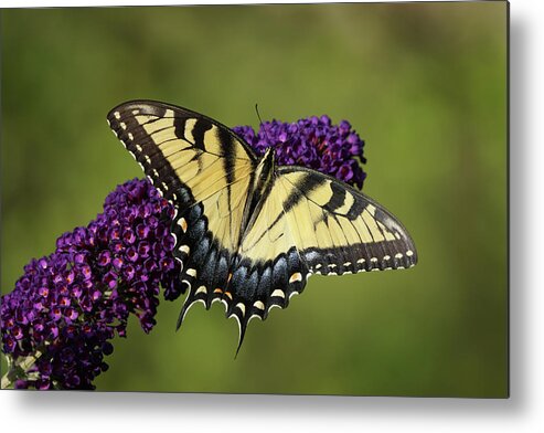 20160722-a77m2-01265.png Metal Print featuring the photograph Tiger Swallowtail Butterfly 01265 by Robert E Alter Reflections of Infinity