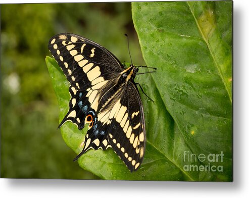 Butterfly Metal Print featuring the photograph Anise Swallowtail Butterfly by Ana V Ramirez