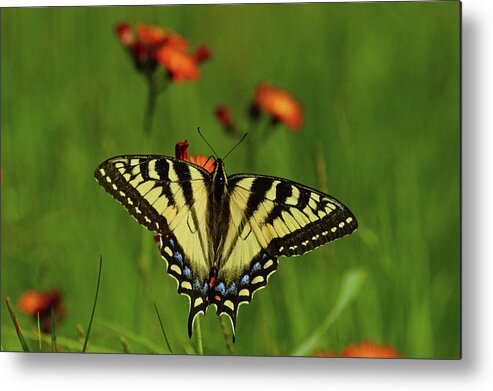 Tiger Metal Print featuring the photograph Tiger Swallowtail Butterfly by Nancy Landry