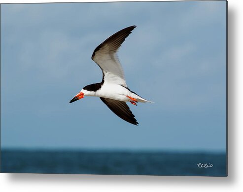Florida Metal Print featuring the photograph Tiger Tail Big Marco Pass - Black Skimmer in Flight by Ronald Reid