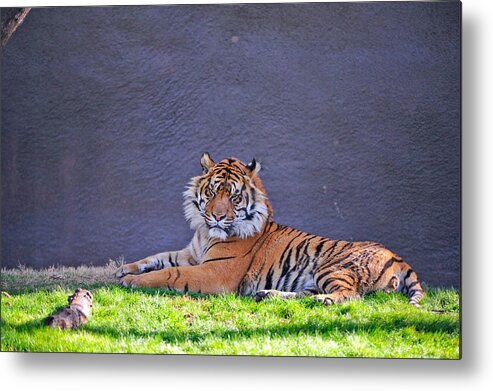 Tiger Metal Print featuring the photograph Tiger by Tom Dowd