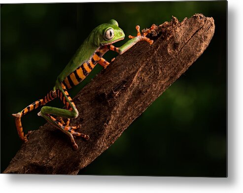 Amazon Animal Metal Print featuring the photograph Tiger Tree Frog Climbing by Dirk Ercken