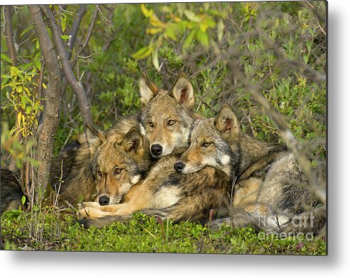 00427689 Metal Print featuring the photograph Timber Wolf Trio in Denali by Yva Momatiuk John Eastcott