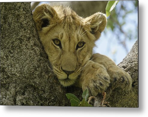 Africa Metal Print featuring the photograph Time for a Nap by Michele Burgess