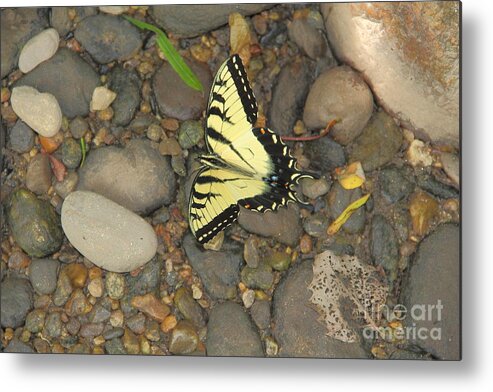 Butterfly Metal Print featuring the photograph Time for a Rest by Allen Nice-Webb