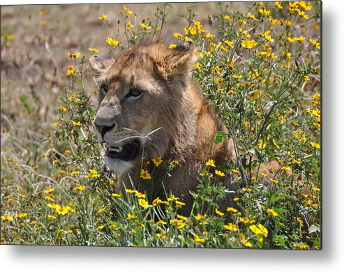 Lion Cub Metal Print featuring the photograph Time to Eat by Joe Burns