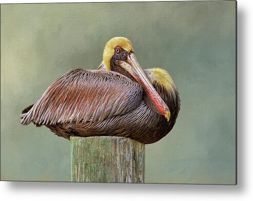 Brown Pelican Metal Print featuring the photograph Time To Rest by HH Photography of Florida